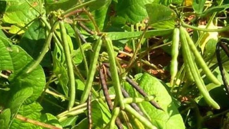 Top 26 best varieties of beans with photos and descriptions: what varieties they are and how to choose the right one