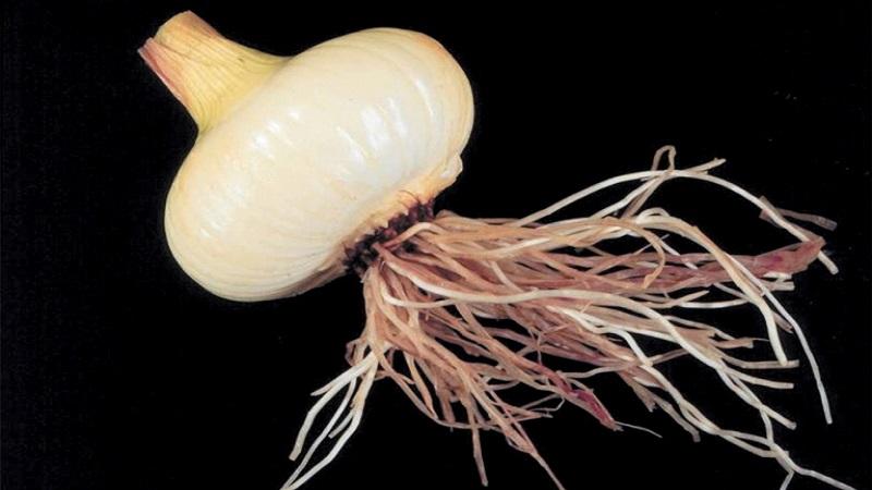 We treat garlic diseases ourselves and get rid of pests: effective methods and preventive measures