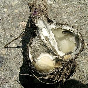 We treat garlic diseases ourselves and get rid of pests: effective methods and preventive measures