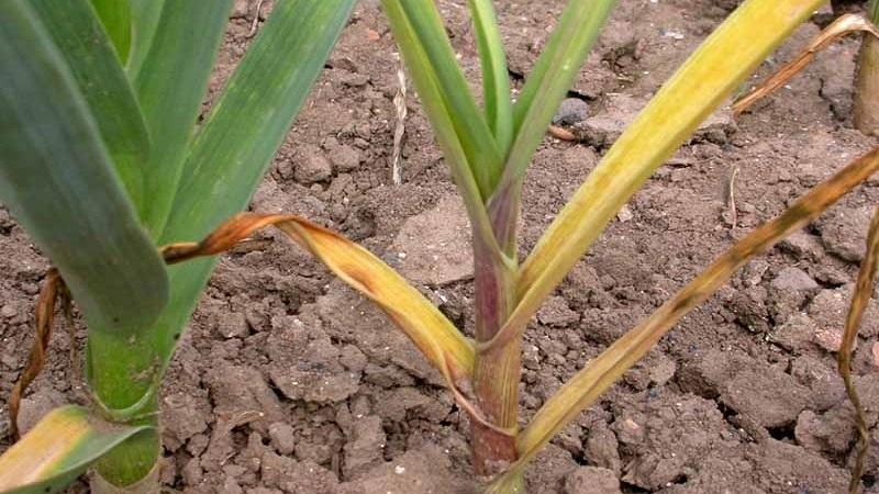 We treat garlic diseases ourselves and get rid of pests: effective methods and preventive measures