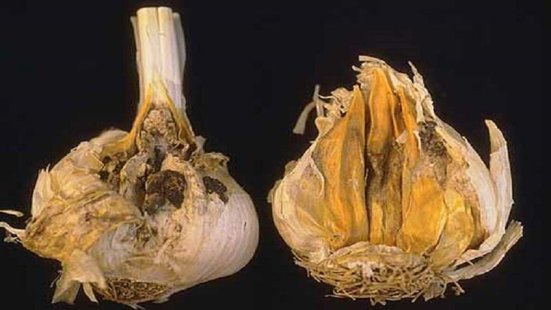 We treat garlic diseases ourselves and get rid of pests: effective methods and preventive measures