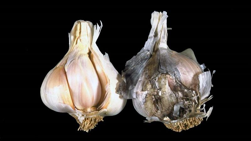We treat garlic diseases ourselves and get rid of pests: effective methods and preventive measures