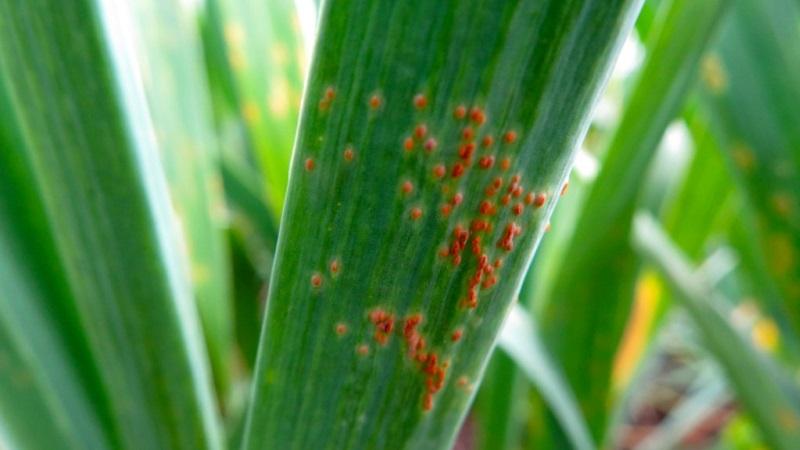 We treat garlic diseases ourselves and get rid of pests: effective methods and preventive measures