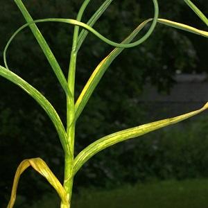 We treat garlic diseases ourselves and get rid of pests: effective methods and preventive measures