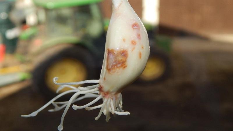 We treat garlic diseases ourselves and get rid of pests: effective methods and preventive measures