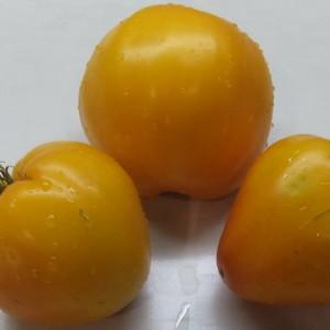 How to get quality tomatoes Olesya