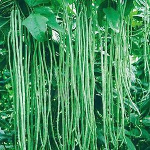 Top 26 best varieties of beans with photos and descriptions: what varieties they are and how to choose the right one