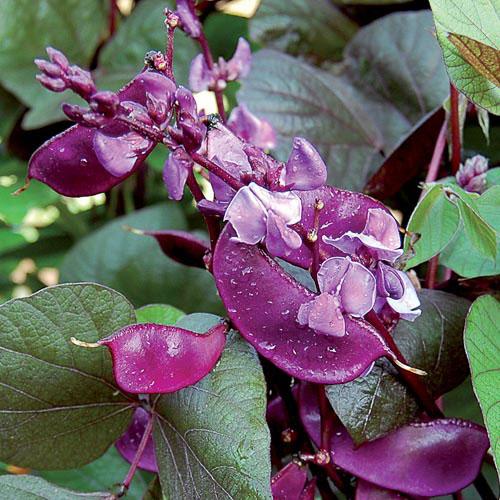 Top 26 best varieties of beans with photos and descriptions: what varieties they are and how to choose the right one