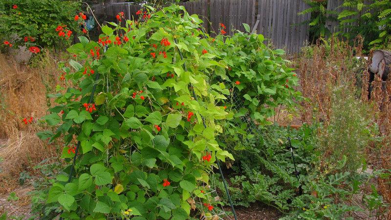 Top 26 best varieties of beans with photos and descriptions: what varieties they are and how to choose the right one