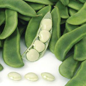 Top 26 best varieties of beans with photos and descriptions: what varieties they are and how to choose the right one