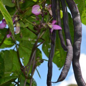 Top 26 best varieties of beans with photos and descriptions: what varieties they are and how to choose the right one
