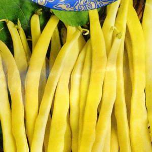 Top 26 best varieties of beans with photos and descriptions: what varieties they are and how to choose the right one
