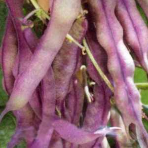 Top 26 best varieties of beans with photos and descriptions: what varieties they are and how to choose the right one