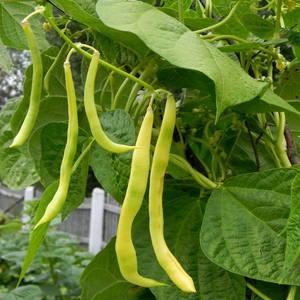 Top 26 best varieties of beans with photos and descriptions: what varieties they are and how to choose the right one
