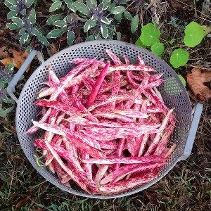 Top 26 best varieties of beans with photos and descriptions: what varieties they are and how to choose the right one