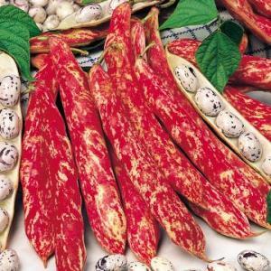 Top 26 best varieties of beans with photos and descriptions: what varieties they are and how to choose the right one
