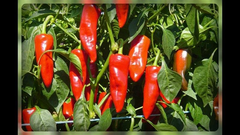 Crop rotation rules that should not be ignored: what to plant after pepper next year