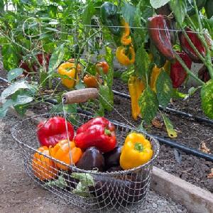 Crop rotation rules that should not be ignored: what to plant after pepper next year