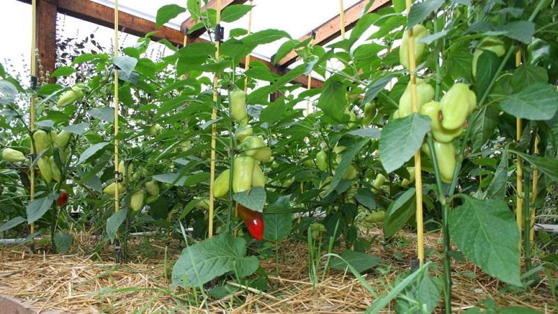 Crop rotation rules that should not be ignored: what to plant after pepper next year