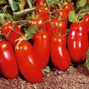 A gift for novice gardeners - the tomato Shuttle is unpretentious in care and rich in harvest