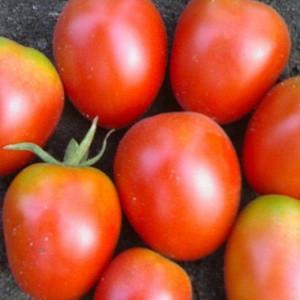 Hybrid tomato Rhapsody - we grow on our site on our own without hassle