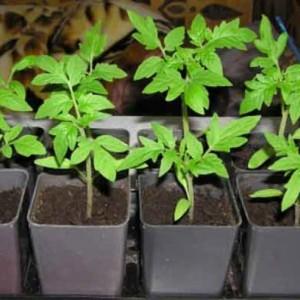 Hybrid tomato Rhapsody - we grow on our site on our own without hassle