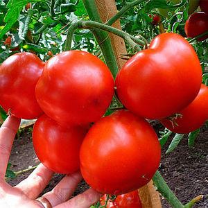 Hybrid tomato Rhapsody - we grow on our site on our own without hassle