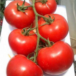 Hybrid tomato Rhapsody - we grow on our site on our own without hassle
