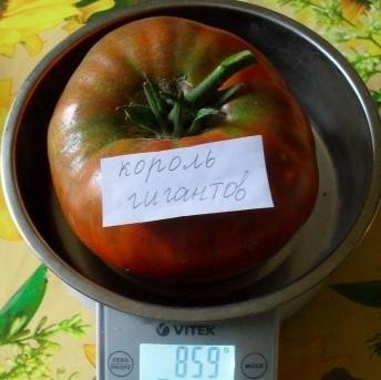 Delicious tomato for lovers of large fruits: tomato King of Giants - how to grow it yourself and where to apply