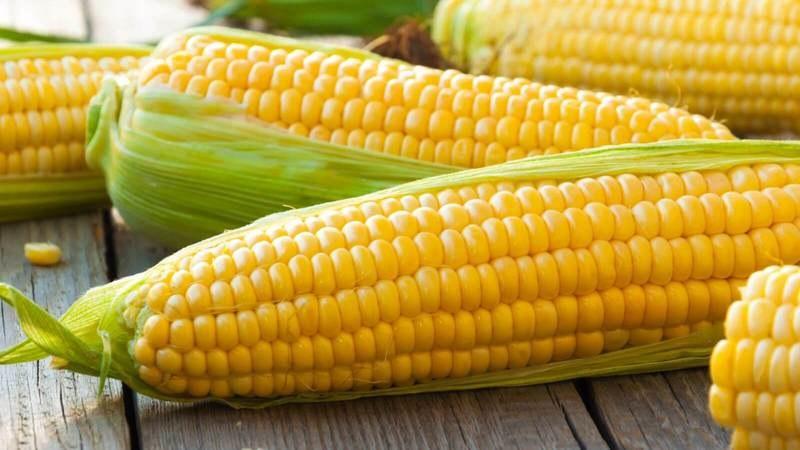What kind of corn is needed for popcorn: choose the right variety, process the grains and cook them at home
