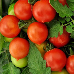 Why do they like peach tomatoes?