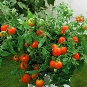 A rich harvest even in cold regions: the Snow Tale tomato