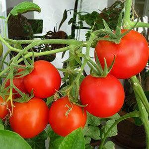 A rich harvest even in cold regions: the Snow Tale tomato