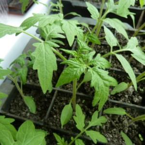 A rich harvest even in cold regions: the Snow Tale tomato