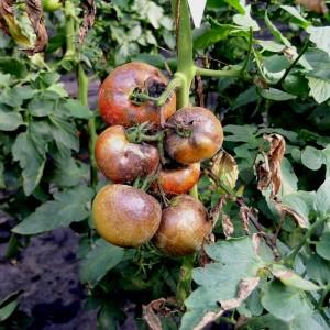 A rich harvest even in cold regions: the Snow Tale tomato