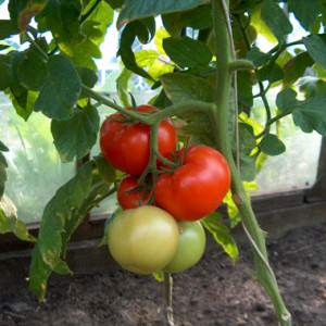 A rich harvest even in cold regions: the Snow Tale tomato