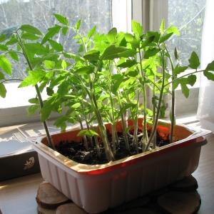 A gift to farmers from Russian breeders: Tomato Grandee is an early ripening variety with a bountiful harvest