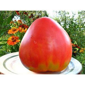 A gift to farmers from Russian breeders: Tomato Grandee is an early ripening variety with a bountiful harvest