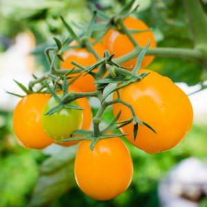 Unusual looking and amazingly tasty tomato Honey drop