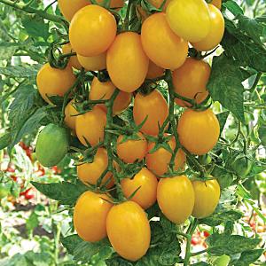Unusual looking and amazingly tasty tomato Honey drop