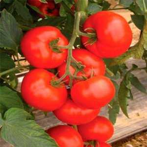 Hybrid tomato for canning and salads: Anastasia tomato