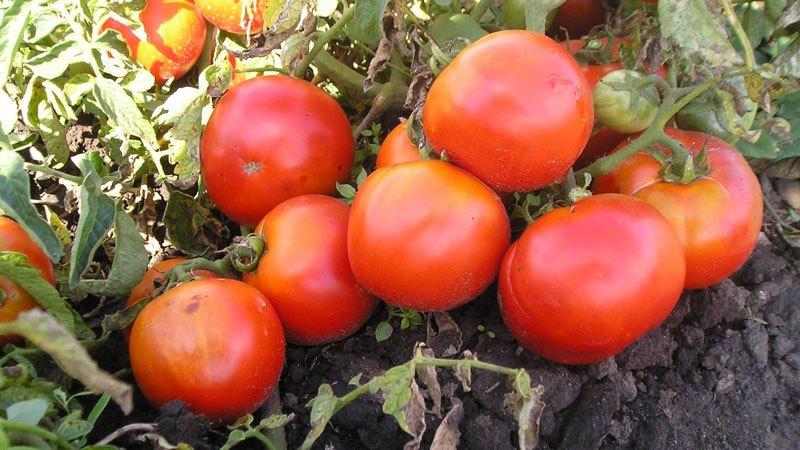 Hybrid tomato for canning and salads: Anastasia tomato