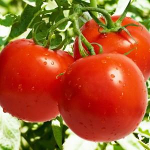 Hybrid tomato for canning and salads: Anastasia tomato