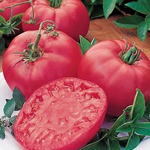 What is good about the Tretyakovsky tomato