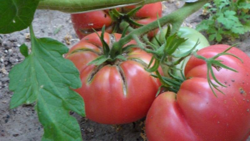 What is good about the Tretyakovsky tomato
