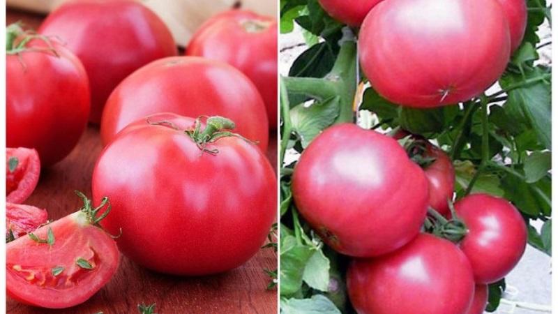 What is good about the Tretyakovsky tomato