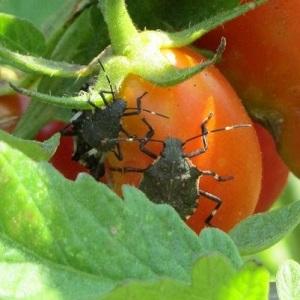 What is the danger of a bug turtle on tomatoes: control measures for effective and quick disposal of the pest