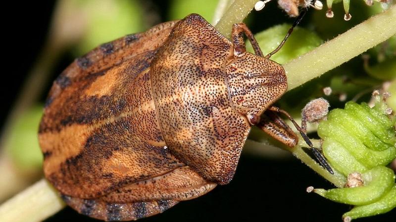 Pests and diseases of honeysuckle: signs of damage and methods of dealing with them