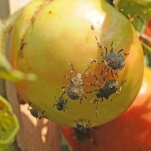 What is the danger of a bug turtle on tomatoes: control measures for effective and quick disposal of the pest