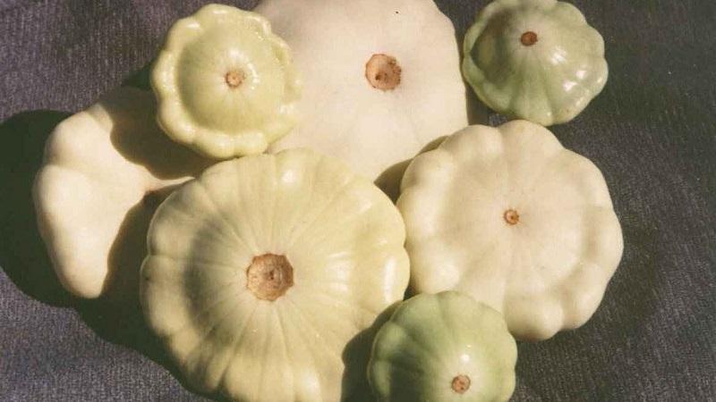 What is the difference between zucchini and squash: the difference in appearance, taste and other parameters